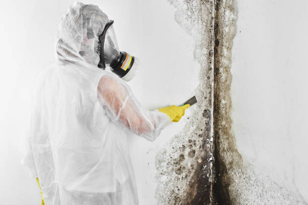 Best Crawl Space Mold Removal  in New Market, MD