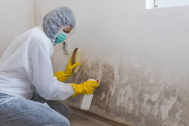 Mold Testing and Removal in New Market, MD
