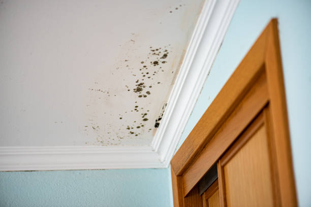 Best Same-Day Mold Removal  in New Market, MD