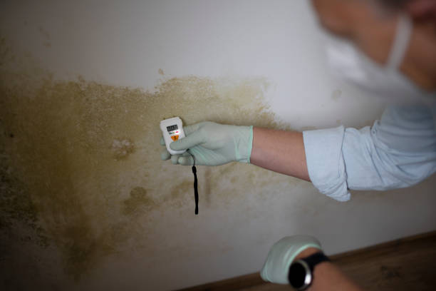 Best Black Mold Removal  in New Market, MD