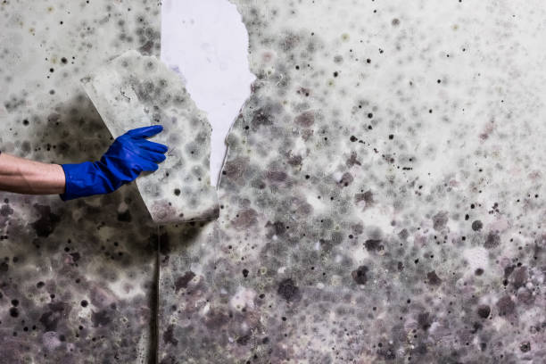 Best Mold Testing  in New Market, MD